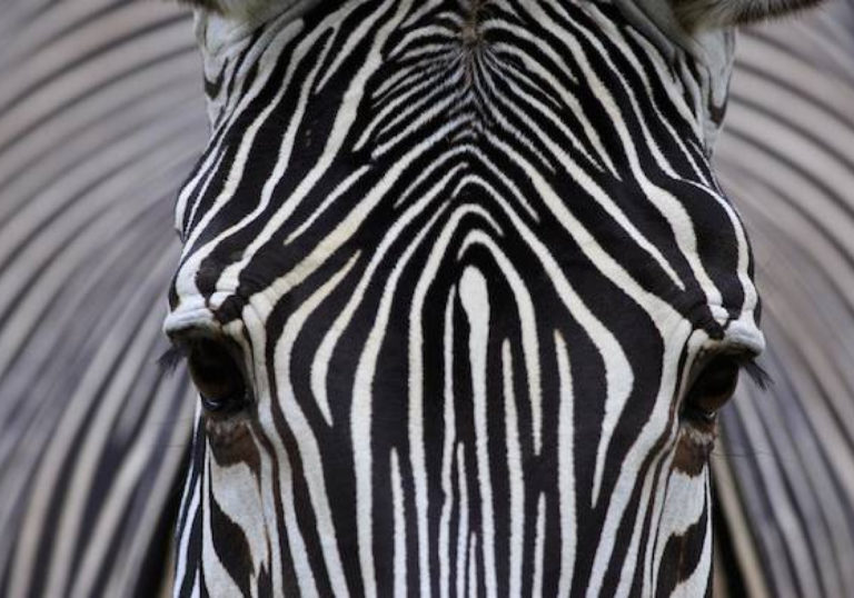 zebraface