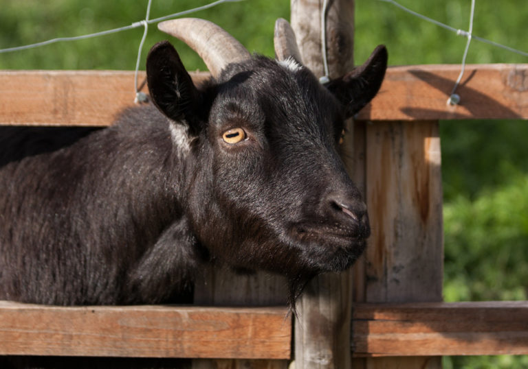 domestic-goat-2073091920