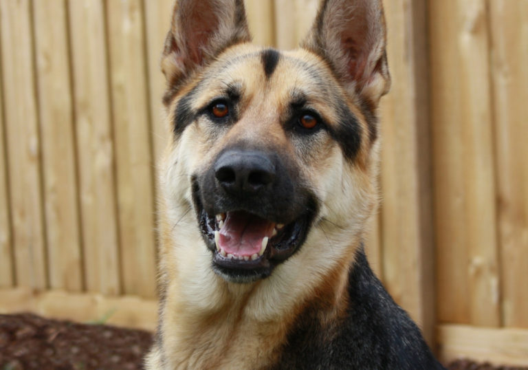 german-shepherd-1705821920