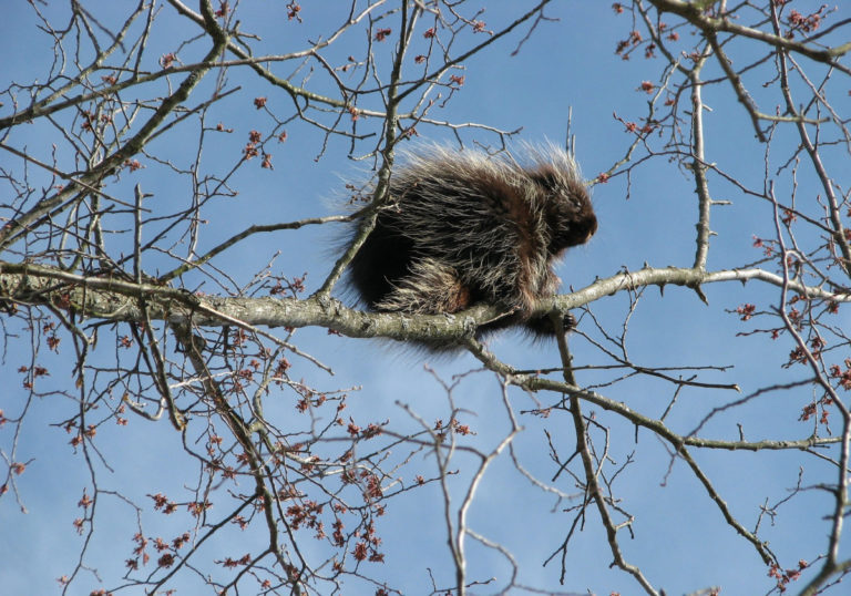 canada-porcupine-15549511920