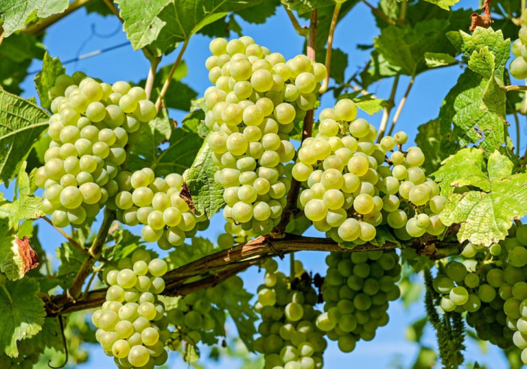 grapes-2656259960720