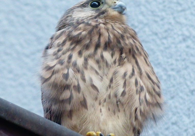 kestrel-1434251920