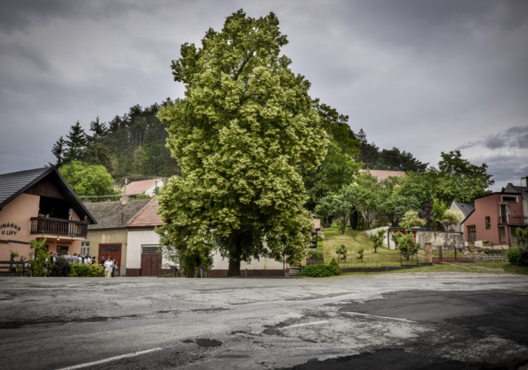 zadvorskalepacmarekolbrzymek1