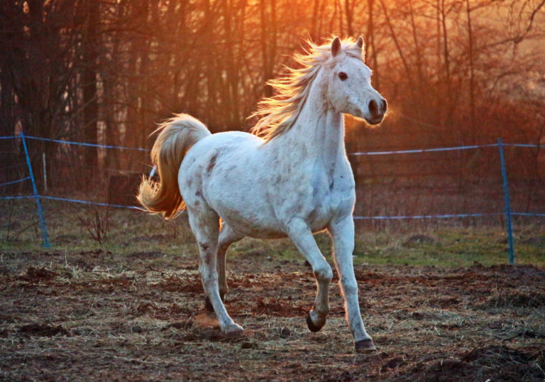 horse-2063672-1920