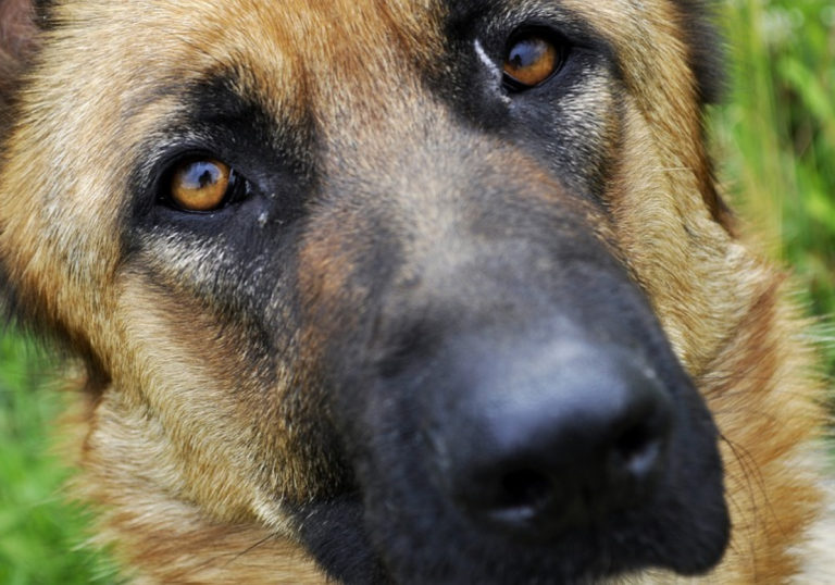sheep-dog-2475149-960-720