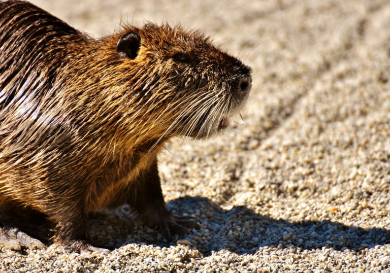 nutria-2432324-1920