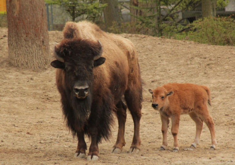 bison-bison