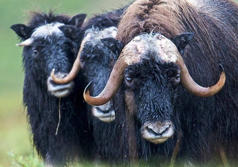 muskox-144311-480