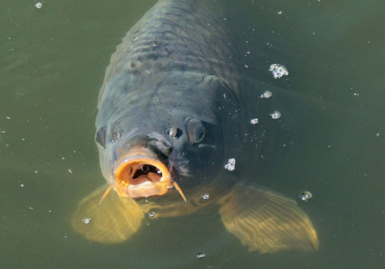 fish-1755473-1920