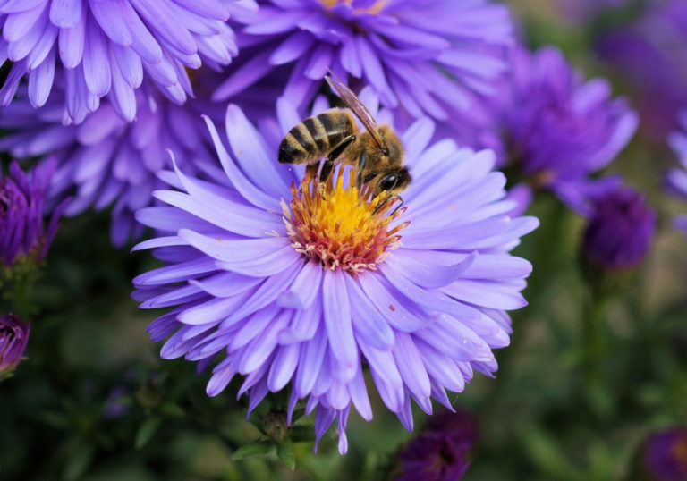 bee-191629-1920