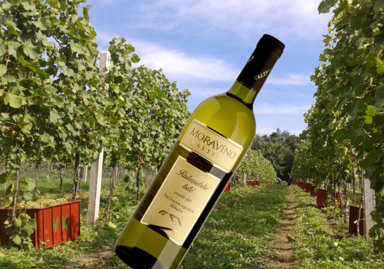vino-vitez
