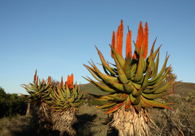aloe-ferox