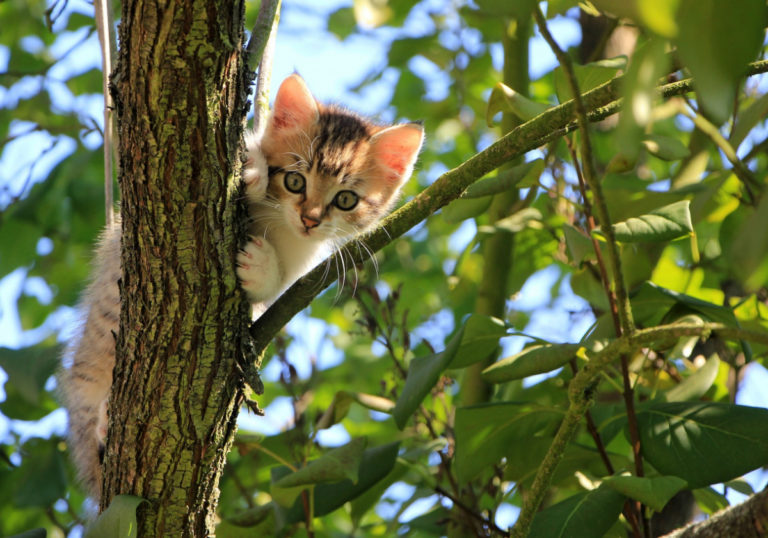 cat-1647775-1920