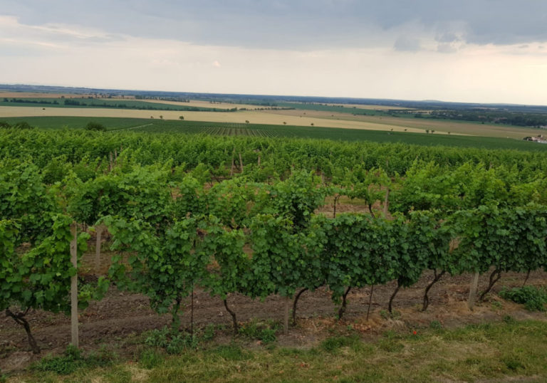 mos-vinice