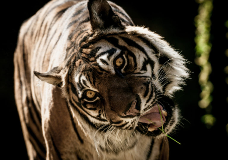 foto-zoo