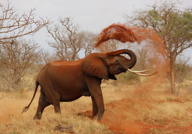elephant-111695-1280