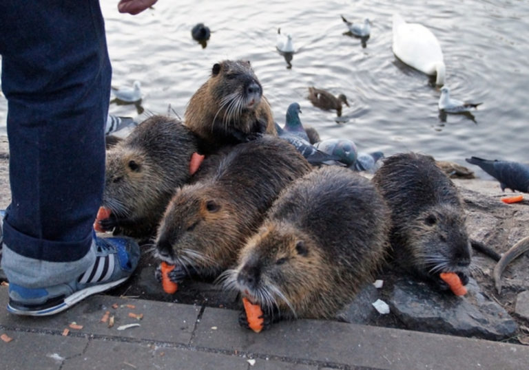 nutria-4834604-960-720