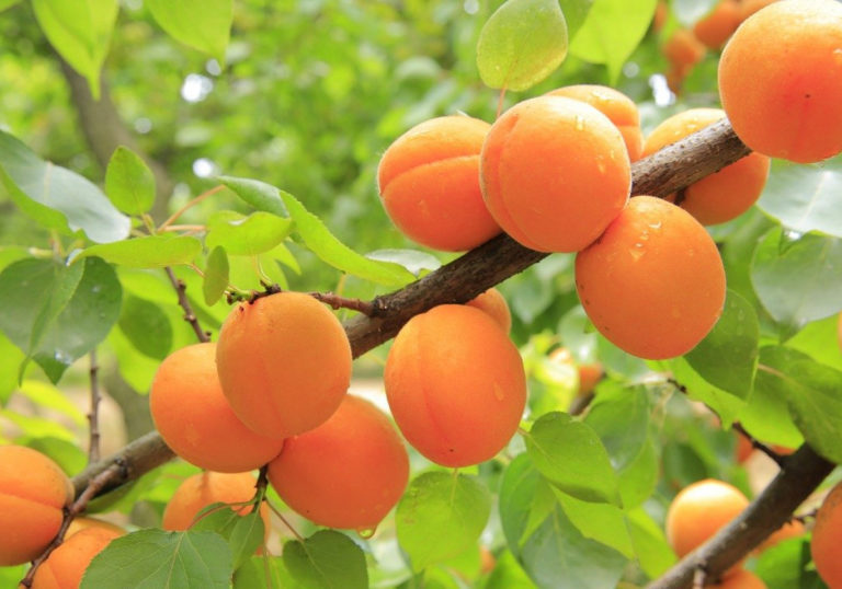 apricots-824626-1280