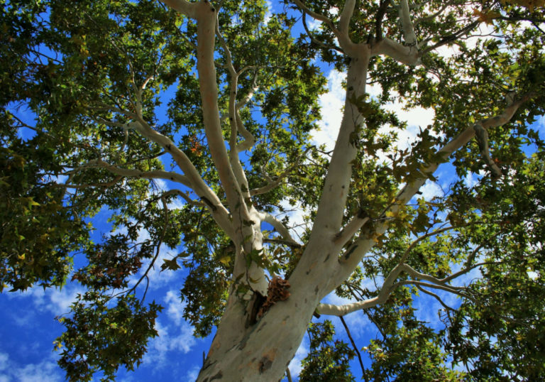 plane-tree-337780-1920