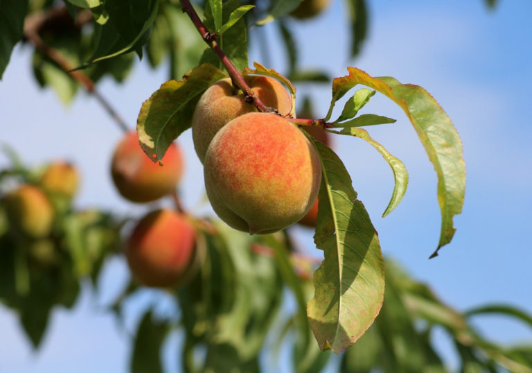 peaches-3529802-1280