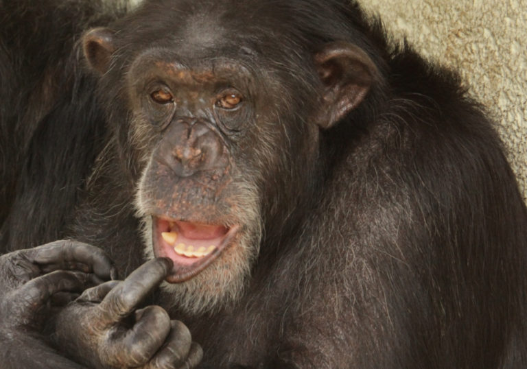 simpanz-zoo