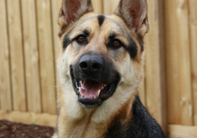 german-shepherd-170582-1920