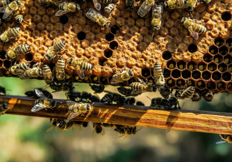 apiary-gc7404906f-1920