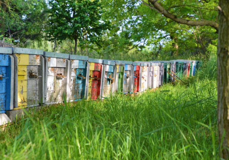 beekeeping-g880be6862-1920