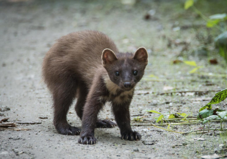 marten-g5453faa22-1920