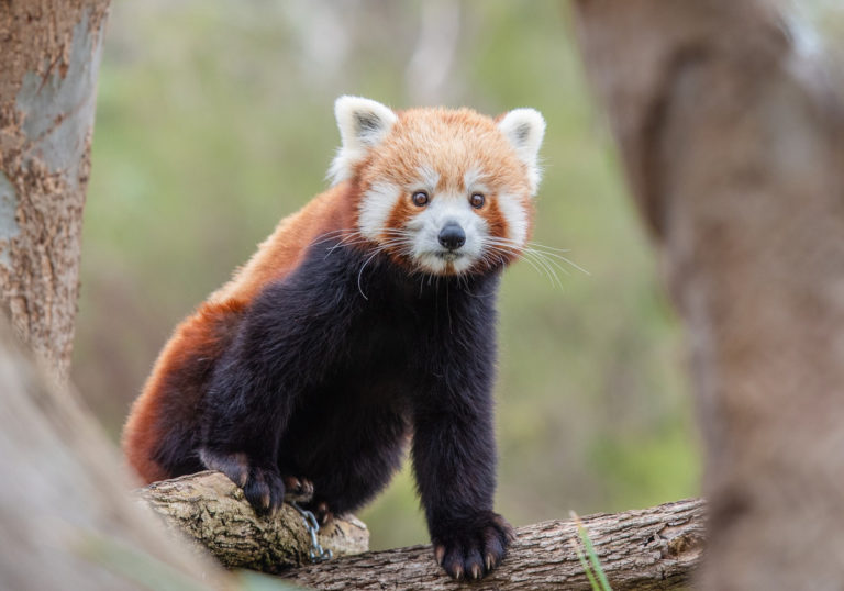 red-panda-g9bbb57d89-1920