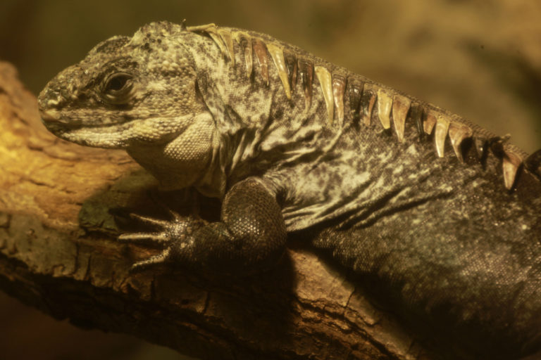 leguan-mangrovovy