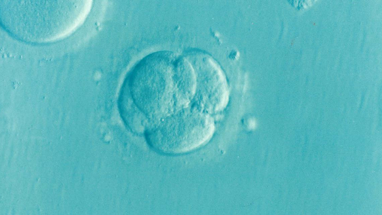Brněnští vědci zkoumali, co ovlivňuje úspěšný vývoj lidského embrya - Brňan