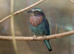 Zoo Brno se těší z opeřených přírůstků, jsou jich desítky