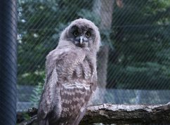 Zoo Brno se těší z opeřených přírůstků, jsou jich desítky