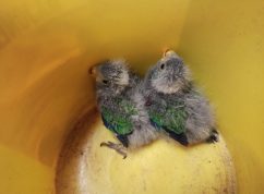 Zoo Brno se těší z opeřených přírůstků, jsou jich desítky