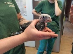 Zoo Brno se těší z opeřených přírůstků, jsou jich desítky