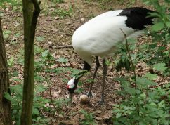 Zoo Brno se podílí na unikátním projektu zaměřeném na záchranu ohrožených ptáků