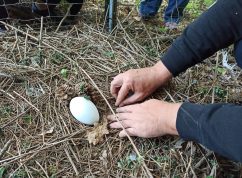 Zoo Brno se podílí na unikátním projektu zaměřeném na záchranu ohrožených ptáků