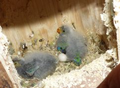 Zoo Brno se těší z opeřených přírůstků, jsou jich desítky