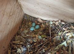 Zoo Brno se podílí na unikátním projektu zaměřeném na záchranu ohrožených ptáků