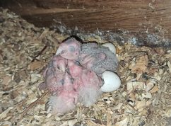 Zoo Brno se podílí na unikátním projektu zaměřeném na záchranu ohrožených ptáků
