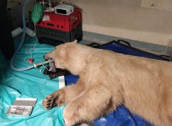 Lední medvědice Elsa se rychle zotavuje, veterináři ji zachránili dva klíčové špičáky