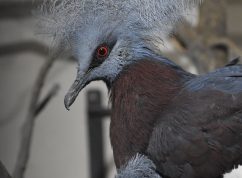 Zoo Brno poprvé odchovala největšího holuba světa