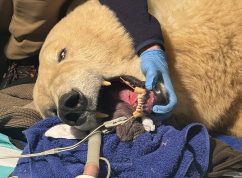 Lední medvědice Elsa se rychle zotavuje, veterináři ji zachránili dva klíčové špičáky