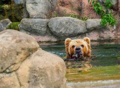 Brněnská zoo pořádá rozlučku s medvědicí Irinou