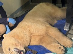 Lední medvědice Elsa se rychle zotavuje, veterináři ji zachránili dva klíčové špičáky