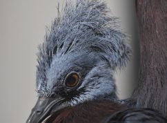 Zoo Brno poprvé odchovala největšího holuba světa