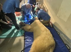 Lední medvědice Elsa se rychle zotavuje, veterináři ji zachránili dva klíčové špičáky