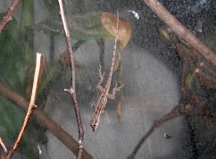 Anolis leachii (anolis) juv. IMG_7258_Foto Petr Šrámek, Zoo Brno