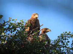 Ornitologové v ČR evidovali 34 párů orlů královských, jádrem výskytu je Soutok